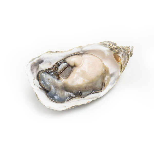 Oyster Drying Process